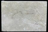 Cretaceous Soft-Bodied Worm (pos/neg) - Hakel, Lebanon #70145-3